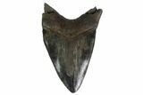 Serrated, Fossil Megalodon Tooth - Georgia #159732-2